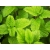 Mięta Cytrynowa Mentha