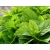 Mięta Cytrynowa Mentha
