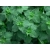 Mięta Pieprzowa  Mentha × piperita