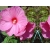 Hibiskus bagienny Hibiscus moscheutos Różowy