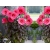 Hibiskus bagienny Hibiscus moscheutos Różowy