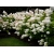 Hortensja bukietowa Hydrangea paniculata Bombshell