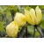 Magnolia soulangeana  Yellow Bird Żółta szczepiona