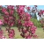 Jabłoń ozdobna Pendula Malus Royal Beauty