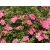 Pięciornik Dasiphora fruticosa Lovely Pink