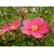 Pięciornik Dasiphora fruticosa Lovely Pink