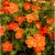 Pięciornik Dasiphora fruticosa Hopleys Orange