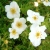 Pięciornik Dasiphora fruticosa Snowbird