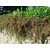 Irga Cotoneaster Horizontalis