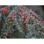 Irga Cotoneaster Horizontalis