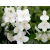Jaśmin Philadelphus Coronarius