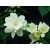 Jaśmin Philadelphus Coronarius