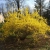 Forsycja Forsythia Intermedia Lynwood gold