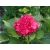Hortensja ogrodowa Hydrangea macrophylla Masja