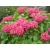 Hortensja ogrodowa Hydrangea macrophylla Masja