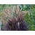 Rozplenica  'Pennisetum Alopecuroides' Rubrum