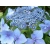Hortensja ogrodowa 'Hydrangea macrophylla " Labla"
