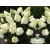 Hortensja bukietowa Hydrangea panikulata Silver dolar