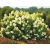 Hortensja bukietowa Hydrangea panikulata Limelight