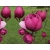 Magnolia soulangeana  Black Tulip