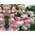 Hortensja bukietowa Hydrangea panikulata Truskawkowa
