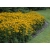 Rudbekia 'Rudbeckia' Goldsturm
