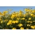 Rudbekia Nitida