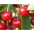 Wiśnia karłowa Prunus fruticosa 'Szklanka'
