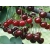 Wiśnia karłowa Prunus fruticosa 'Wanda'