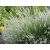 Lawenda Lavandula Biała