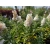 Buddleja daviddi miniaturowa "Butterfly candy little white" PBR