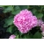 Hortensja Hydrangea macrophylla 
