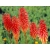 Trytoma  "Nancy Red"