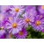 Aster - Marcinek 'Fioletowy"