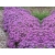 Aster - Marcinek 'Fioletowy