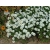 Aster - Marcinek 