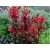 Lobelia Czerwona