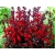 Lobelia Czerwona