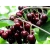 Czereśnia kolumnowa Prunus avium 'Bawole Serce'