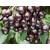 Czereśnia kolumnowa Prunus avium 'Kordia'