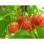 Czereśnia kolumnowa Prunus avium 'Miodówka'