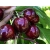 Czereśnia kolumnowa Prunus avium 'Karesowa'