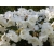 Różanecznik, Rhododendron "Gartendirektor Riger"