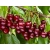 Czereśnia kolumnowa Prunus avium 'Rivan'