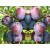Śliwa kolumnowa Prunus 'Bluefree'