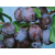 Śliwa kolumnowa Prunus 'Mieszaniec'