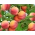 Brzoskwinia kolumnowa Prunus persica 'Big Honey'