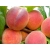 Brzoskwinia kolumnowa Prunus persica 'Big Honey'