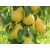Grusza kolumnowa Pyrus 'Saphira'