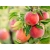 Jabłoń kolumnowa Malus 'Alwa'